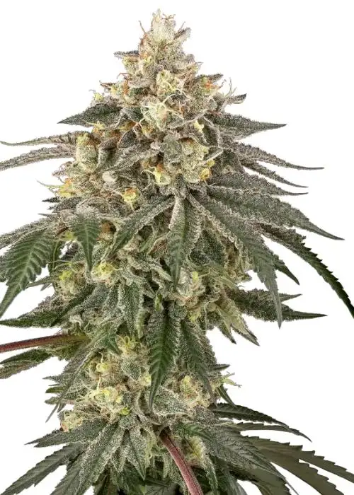 Cherry Gas