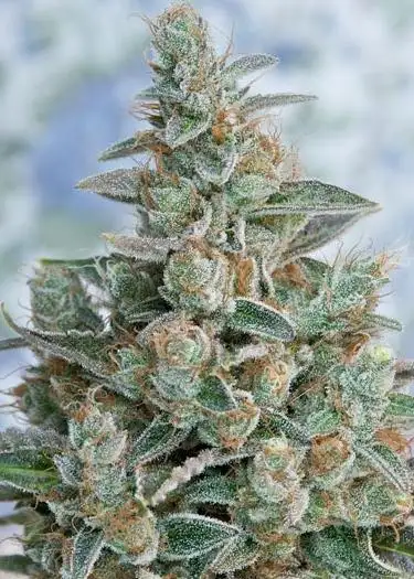 Bubba OG