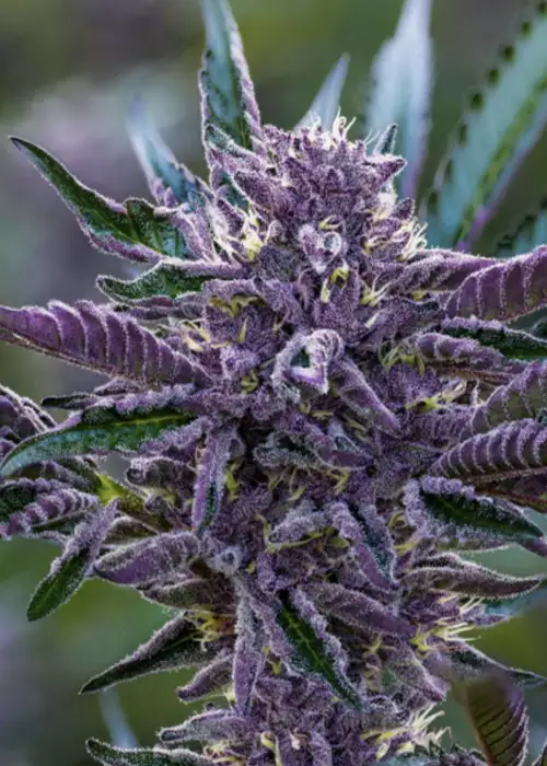 Plantz