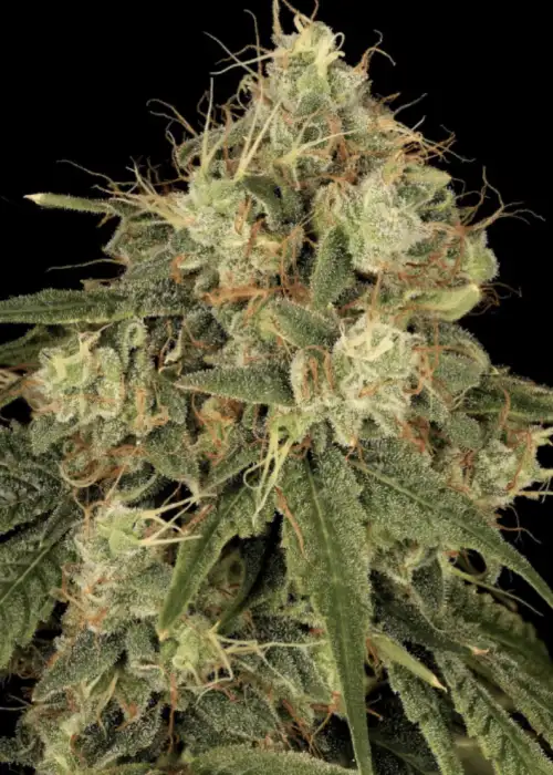 Lemon-G