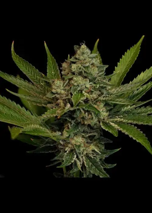 Early Bubba