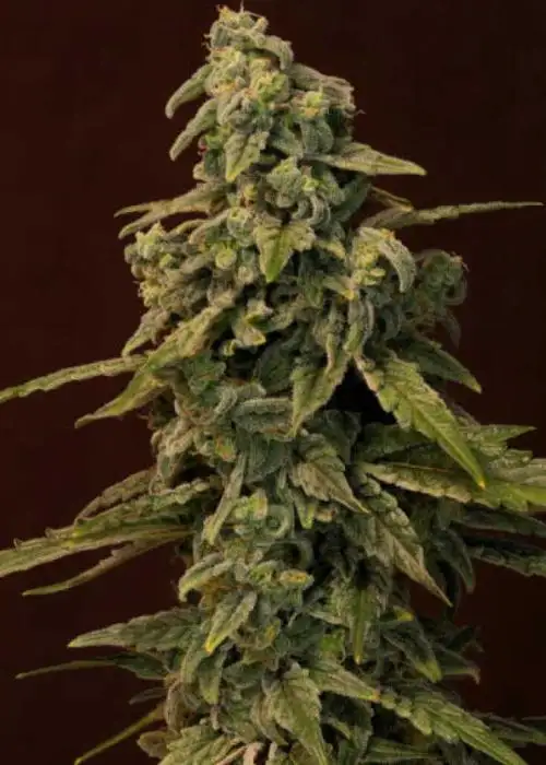 Superwreck V2