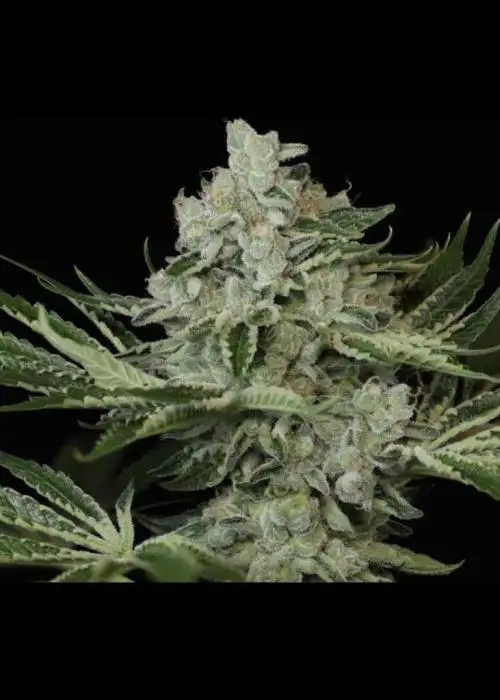 Snow-G F4