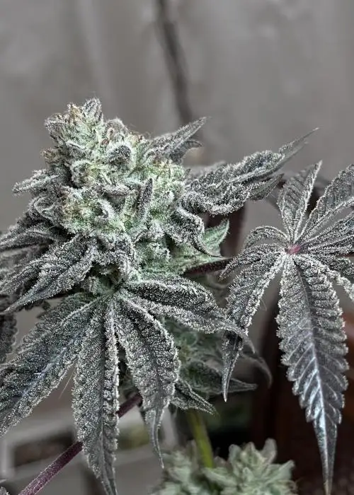 Grape Sundae