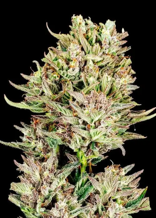 Garlic Jam Auto