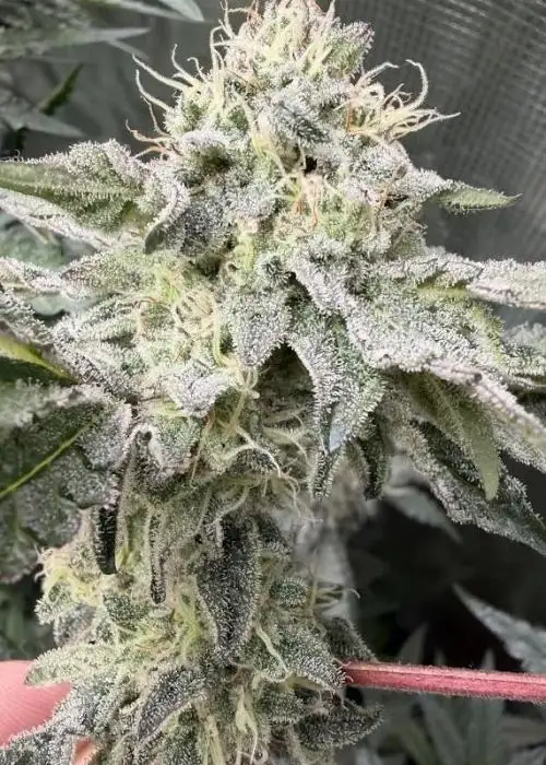 Sour Chewz