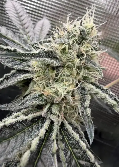 Candy Crunch