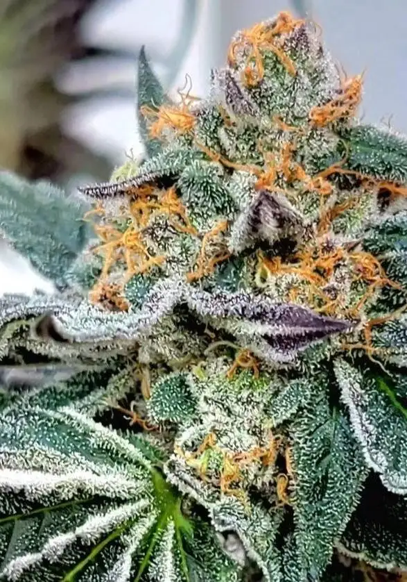 Midori Zushi S1 Cannabis Strain Products - GrowDiaries