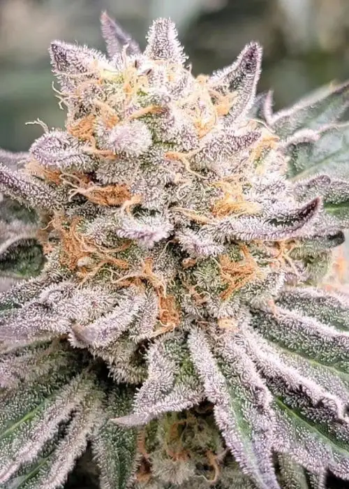 Zushi Breath