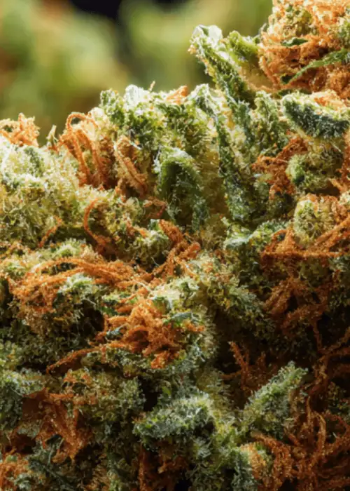 Sour Situation