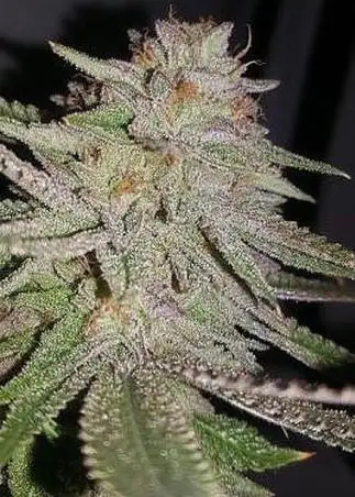 Cherry Heads