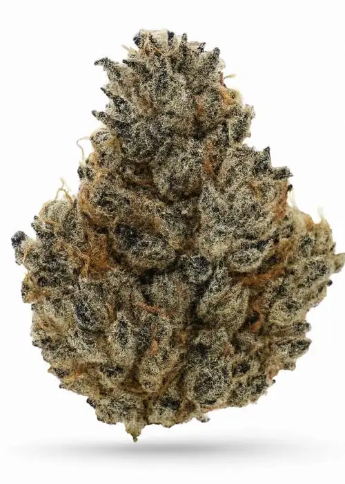 ZOM #6