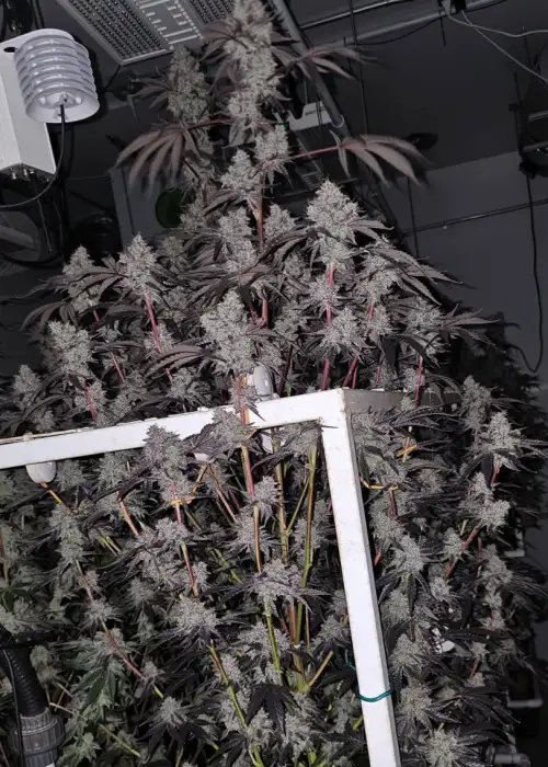 Strawberry Junky