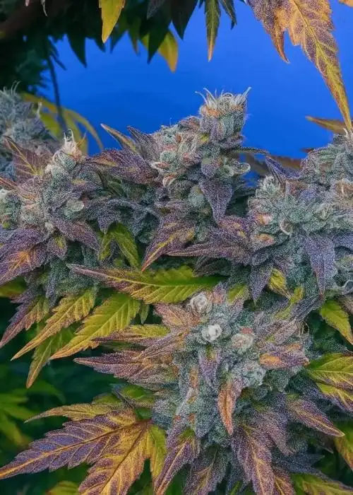 Gelato Pie