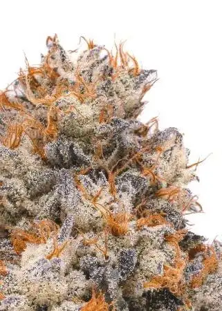 GM-OG