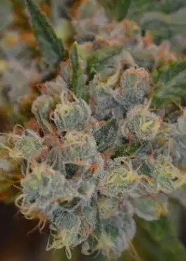 West Coast Sour Diesel