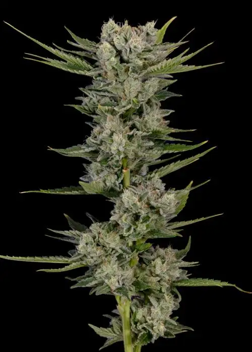 Cherry Death Star
