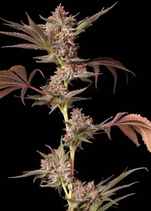 Frosted Runtz