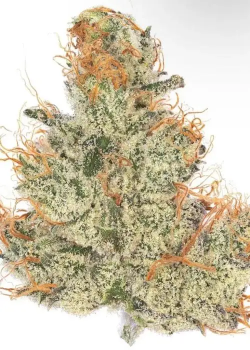 Peach Milano