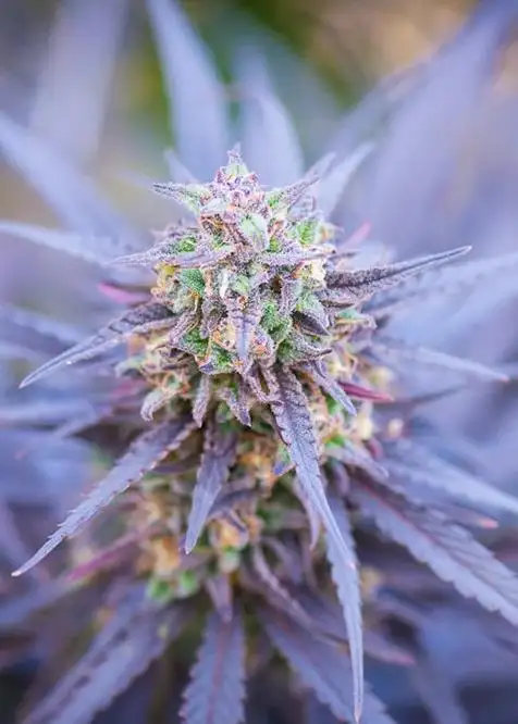 Canna-Tsu