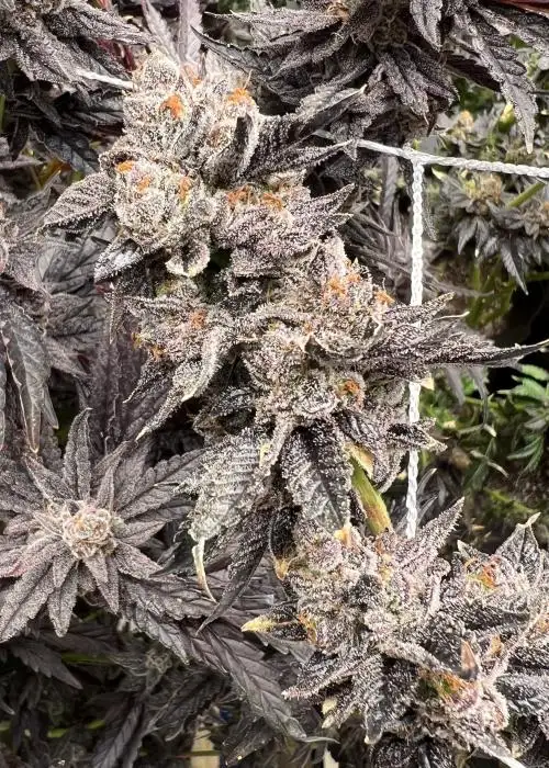 Truffle Breath