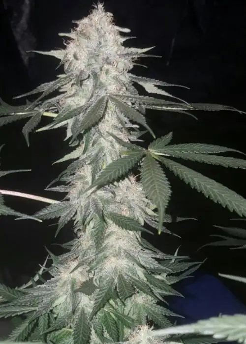 Cherry Chocolate Widow