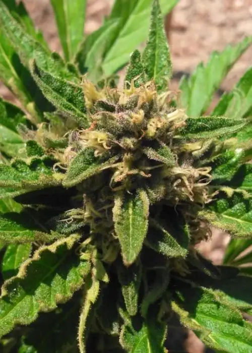 Stardawg 91