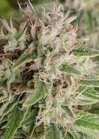 Critical Widow