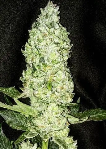 Darkside OG