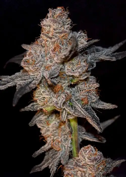 Frosty Kong