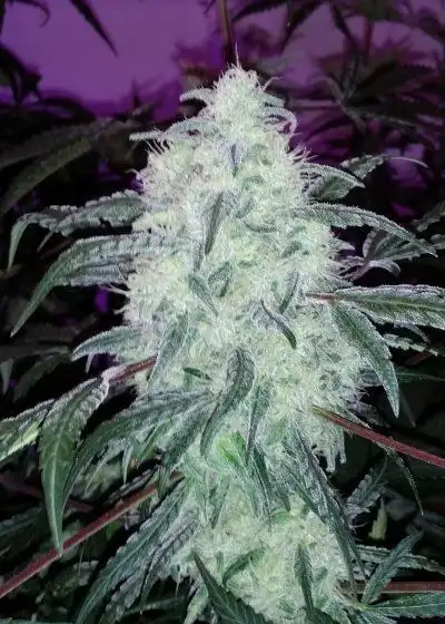 Blackberry Dream