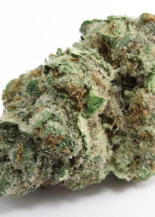 Dawg Breath