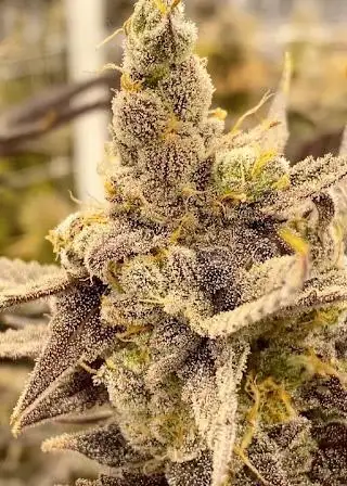 Orange Flambe