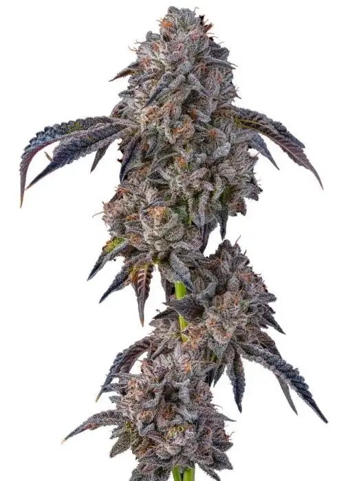 Blue Agave