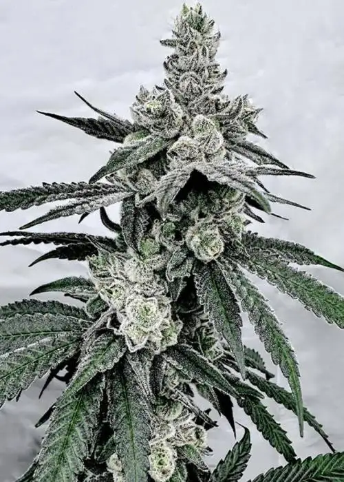 Truffle’z & Cream