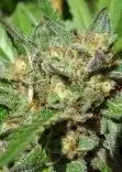 Emerald OG