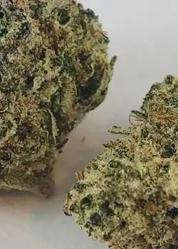 Blueberry Bomb