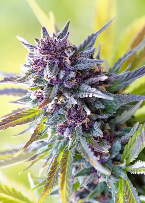 Purple Fluff