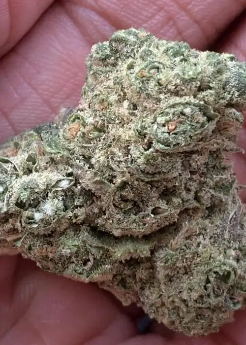 Champion City Chocolate