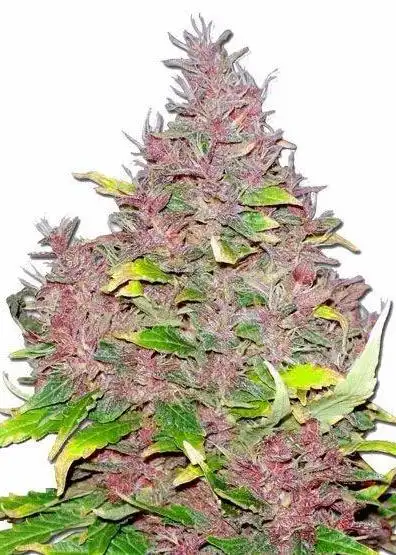 Purple Widow