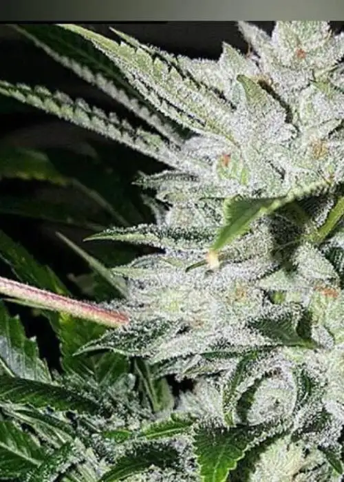 Long Bottom Leaf
