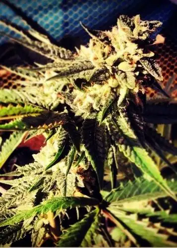 Blue Chem