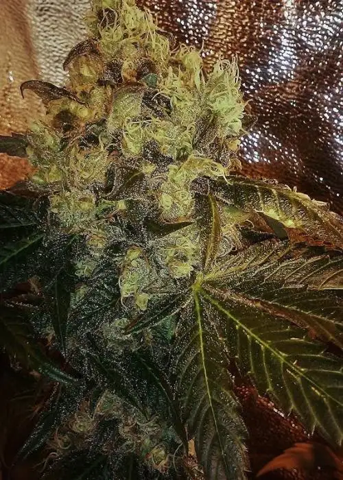 Double Mint