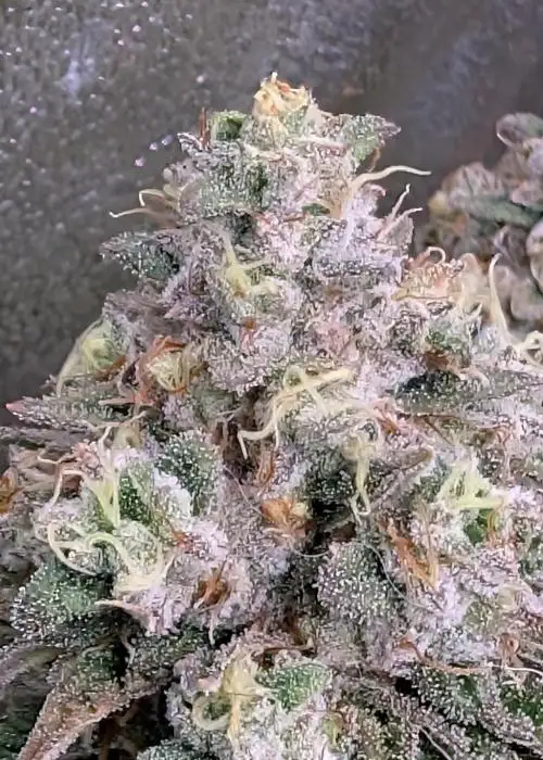 Celtic Cream