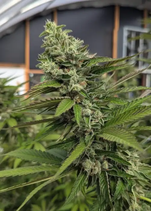 Sour Zoap