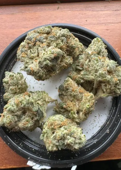 Purple Panda