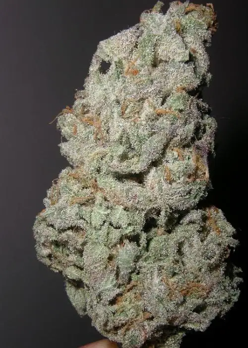 Grape God Bud