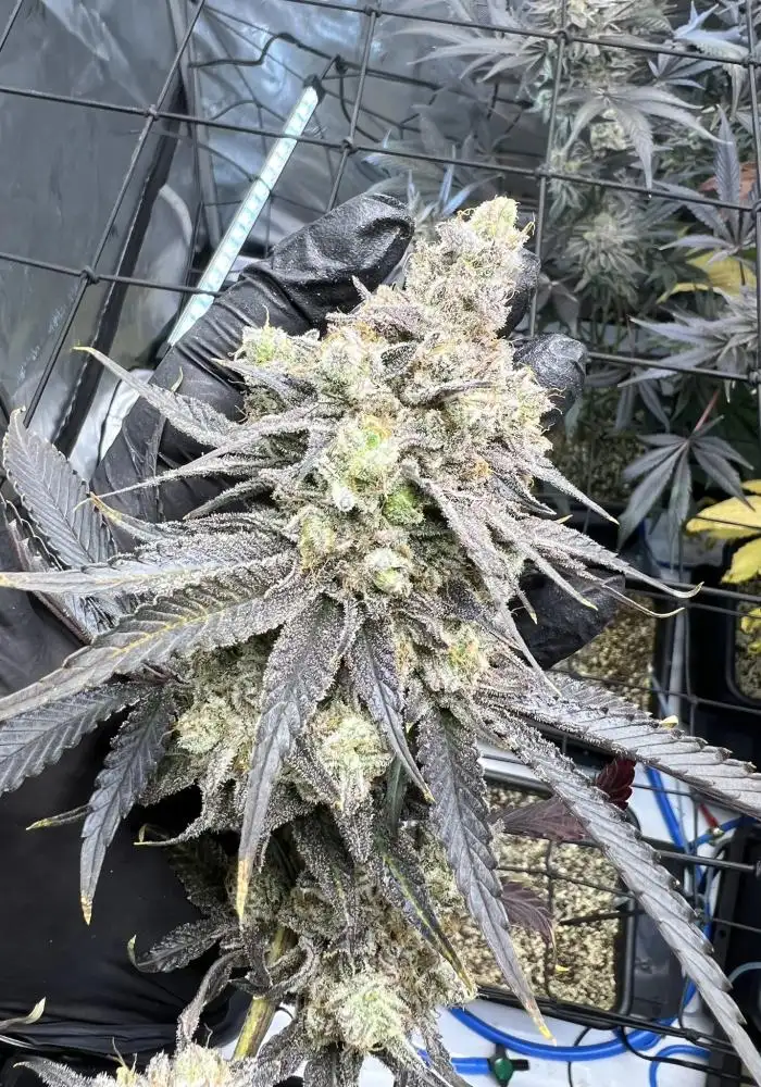 Juice Pack