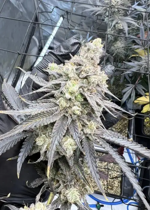 Juice Pack