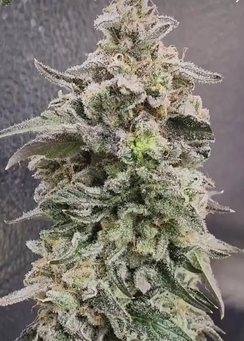 Surf Wax